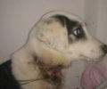 Βρέθηκε το κουτάβι που κακοποιήθηκε άγρια με συρμάτινη θηλιά στο Νεοχωρόπουλο Ιωαννίνων