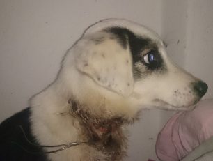 Βρέθηκε το κουτάβι που κακοποιήθηκε άγρια με συρμάτινη θηλιά στο Νεοχωρόπουλο Ιωαννίνων