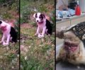Απαλλάχτηκε από τη συρμάτινη θηλιά και αναρρώνει το σκυλάκι που κακοποιήθηκε στο Νεοχωρόπουλο Ιωαννίνων