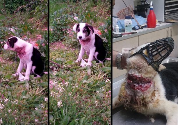 Απαλλάχτηκε από τη συρμάτινη θηλιά και αναρρώνει το σκυλάκι που κακοποιήθηκε στο Νεοχωρόπουλο Ιωαννίνων