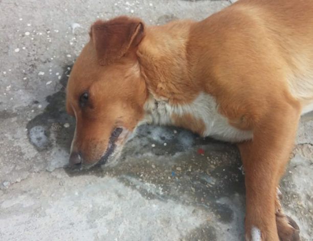 Σκύλος νεκρός από φόλα στη Νικήσιανη Καβάλας