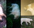 Νυμφαία Ροδόπης: Με φόλες δηλητηρίασε αδέσποτα σκυλιά