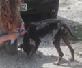 Έκκληση για τον σκελετωμένο σκύλο που εντοπίστηκε στο γεφύρι της Παλαιοκαρυάς Τρικάλων