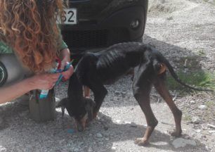 Έκκληση για τον σκελετωμένο σκύλο που εντοπίστηκε στο γεφύρι της Παλαιοκαρυάς Τρικάλων