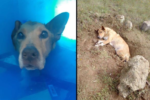 Ποιος θα υιοθετήσει τον παράλυτο σκύλο που βρέθηκε θαμμένος κάτω από ογκόλιθους στην Παλλήνη Αττικής; (Βίντεο)
