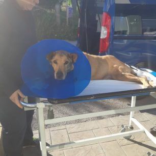 PalliniKataplakomenosSkylosMaios2019 1