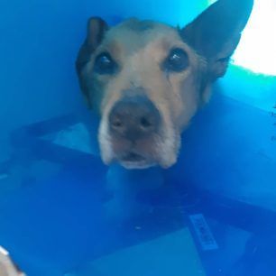 PalliniKataplakomenosSkylosMaios2019 2