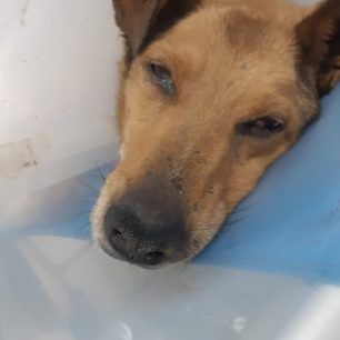 PalliniKataplakomenosSkylosMaios2019 3