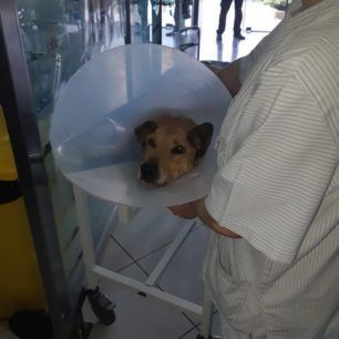 PalliniKataplakomenosSkylosMaios2019 4