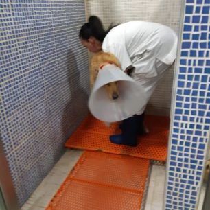 PalliniKataplakomenosSkylosMaios2019 5