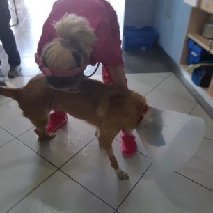 PalliniKataplakomenosSkylosMaios2019 6