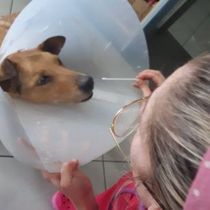 PalliniKataplakomenosSkylosMaios2019 7