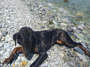 Βρήκε σκύλο μέσα στη θάλασσα τραυματισμένο στα πόδια στην Λεπτοκαρυά Πιερίας