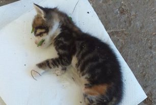 Λέσβος: Από ρήξη ήπατος και εσωτερική αιμορραγία πέθανε το γατάκι που χτύπησε ηλικιωμένη στην Πλαγιά