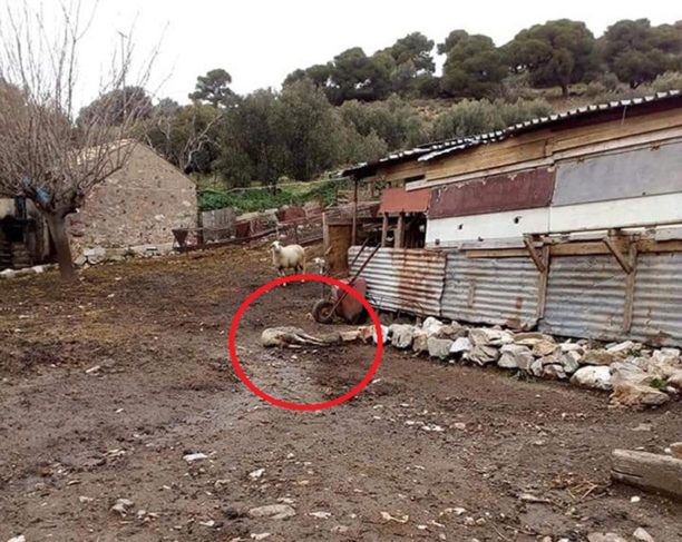 Μικρή ποινή και με αναστολή για τον κτηνοτρόφο που κακοποιεί πρόβατα και σκυλιά στην Κερατέα Αττικής