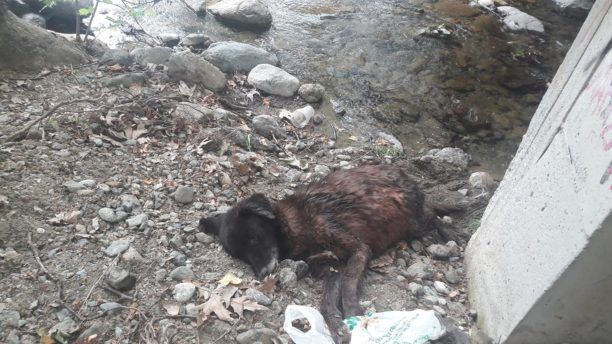 Πέθανε ο σκύλος που βρέθηκε τραυματισμένος μέσα σε ποτάμι στα Πλατάνια Βεργίνας Ημαθίας
