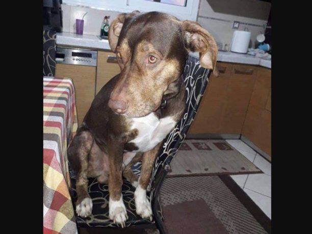 Χάθηκε επιληπτικός αρσενικός σκύλος στην Οβρυά Αχαΐας
