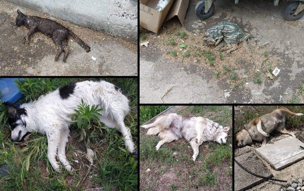 Πολλά ζώα σκυλιά και γάτες νεκρά από φόλες στη Ροδόπολη Σερρών
