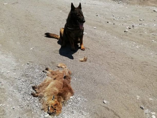 Ακόμα 5 αλεπούδες νεκρές από φόλες στην Απολακκιά Ρόδου εντόπισε ο εκπαιδευμένος σκύλος (ηχητικό)