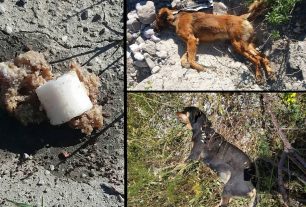 Δεκάδες φόλες από υδροκυάνιο και δύο σκυλιά νεκρά βρέθηκαν στην Απολακκιά Ρόδου