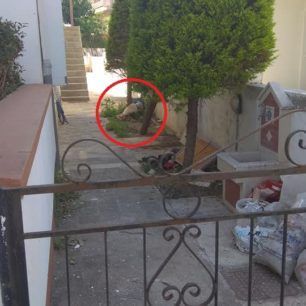 Πέθανε το σκυλί που βρέθηκε εξαθλιωμένο σε αυλή σπιτιού στη Ρόδο 2 RodosSkylosKatakitosKenenti 1