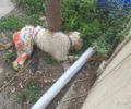 Πέθανε το σκυλί που βρέθηκε εξαθλιωμένο σε αυλή σπιτιού στη Ρόδο