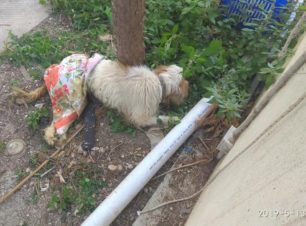Πέθανε το σκυλί που βρέθηκε εξαθλιωμένο σε αυλή σπιτιού στη Ρόδο