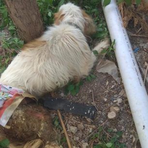 Πέθανε το σκυλί που βρέθηκε εξαθλιωμένο σε αυλή σπιτιού στη Ρόδο 4 RodosSkylosKatakitosKenenti 3