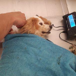 Πέθανε το σκυλί που βρέθηκε εξαθλιωμένο σε αυλή σπιτιού στη Ρόδο 7 RodosSkylosKatakitosKenenti 6