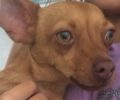 Βρέθηκε - Χάθηκε σκύλος αρσενικό Πίντσερ - Τσιουάουα στο Γραμματικό Αττικής