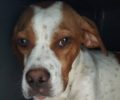 Βρέθηκε - Εξαφανίστηκε στειρωμένος θηλυκός σκύλος ράτσας Πόιντερ από τα Άνω Λιόσια Αττικής