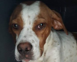 Βρέθηκε - Εξαφανίστηκε στειρωμένος θηλυκός σκύλος ράτσας Πόιντερ από τα Άνω Λιόσια Αττικής