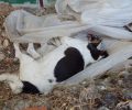 Σκύλος νεκρός από φόλα στη Χώρα Σάμου