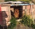 Σαντορίνη: Συνελήφθη ο άνδρας που κακοποιούσε το σκυλί του μέσα σε κλουβί επί μήνες