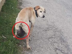 Σιδηρόκαστρο Σερρών: Έκκληση για να καλυφθεί το χειρουργείο του σκύλου με τον τεράστιο όγκο