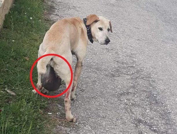 Σιδηρόκαστρο Σερρών: Έκκληση για να καλυφθεί το χειρουργείο του σκύλου με τον τεράστιο όγκο