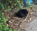 Ναύπακτος Αιτωλοακαρνανίας: Βρήκαν σκύλο με κομμένο λαιμό από σύρμα στην περιοχή του Σκα