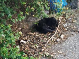 Ναύπακτος Αιτωλοακαρνανίας: Βρήκαν σκύλο με κομμένο λαιμό από σύρμα στην περιοχή του Σκα