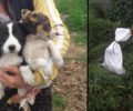 Σκύδρα Πέλλας: Έκλεισε σε τσουβάλι και πέταξε σε περιφραγμένο χώρο δύο σκυλάκια (βίντεο)