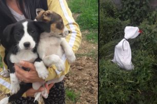 Σκύδρα Πέλλας: Έκλεισε σε τσουβάλι και πέταξε σε περιφραγμένο χώρο δύο σκυλάκια (βίντεο)