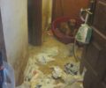 Άθλιες συνθήκες για τα σκυλιά που ακόμα βρίσκονται στο κολαστήριο του Τζ. Σαμαρά στην Περαία Θεσσαλονίκης (βίντεο)