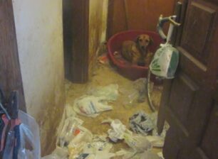 Άθλιες συνθήκες για τα σκυλιά που ακόμα βρίσκονται στο κολαστήριο του Τζ. Σαμαρά στην Περαία Θεσσαλονίκης (βίντεο)