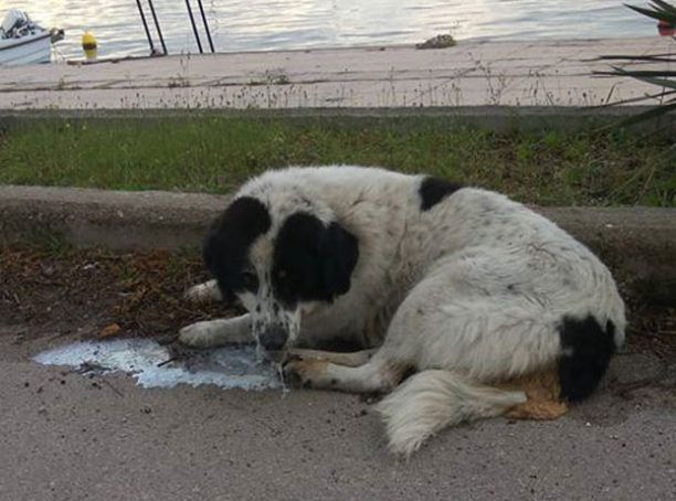Σκύλος νεκρός από φόλα στη Στυλίδα Φθιώτιδας