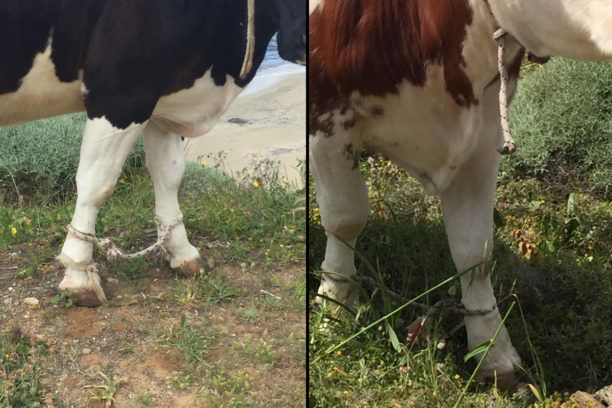 Σύρος: Αγελάδες και κατσίκες κακοποιούνται με δεμένα τα πόδια στο Κόμητο (βίντεο)