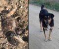 Εξαφάνισαν αδέσποτα σκυλιά στους Ταγαράδες Θεσσαλονίκης