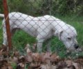 Σκύλος εγκαταλείφθηκε στα Βασιλικά Κτήματα στο Τατόι Αττικής – Τι θα κάνει ο Δήμος Διονύσου; (βίντεο)
