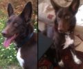 Αναζητούν σκύλο που χάθηκε στην Εγνατία Οδό εκεί όπου ο κηδεμόνας του σκοτώθηκε σε τροχαίο στην Κομοτηνή
