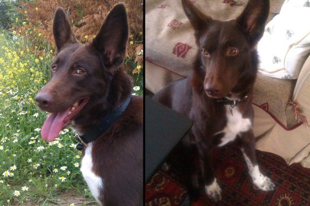 Αναζητούν σκύλο που χάθηκε στην Εγνατία Οδό εκεί όπου ο κηδεμόνας του σκοτώθηκε σε τροχαίο στην Κομοτηνή