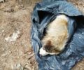 Τουλάχιστον 7 σκυλιά νεκρά από φόλες στην Τρίπολη Αρκαδίας