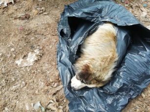 Τουλάχιστον 7 σκυλιά νεκρά από φόλες στην Τρίπολη Αρκαδίας